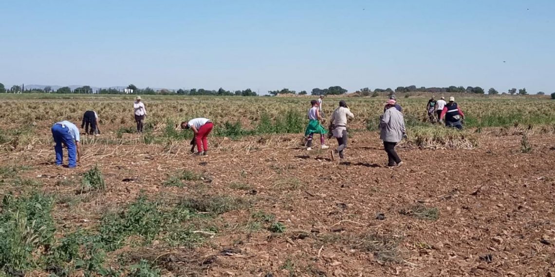 Esclavitud en el campo: 30 temporeros explotados en Albacete y Casas de Juan Núñez