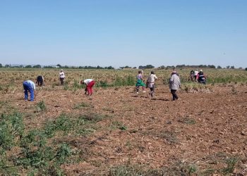 Esclavitud en el campo: 30 temporeros explotados en Albacete y Casas de Juan Núñez