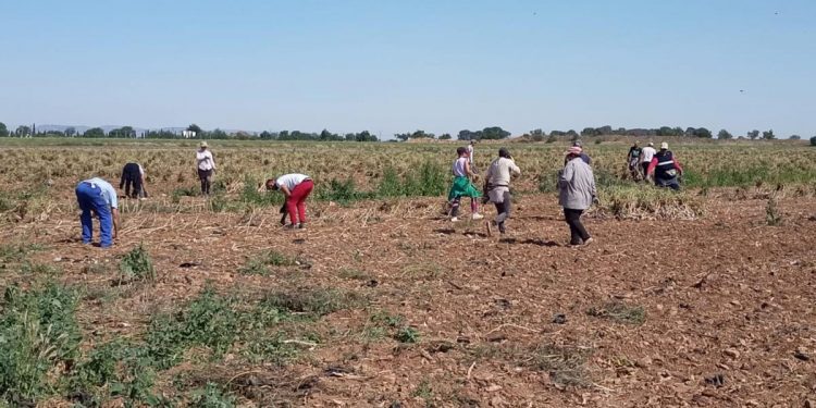 Esclavitud en el campo: 30 temporeros explotados en Albacete y Casas de Juan Núñez