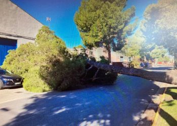 Arbol caido Albacete