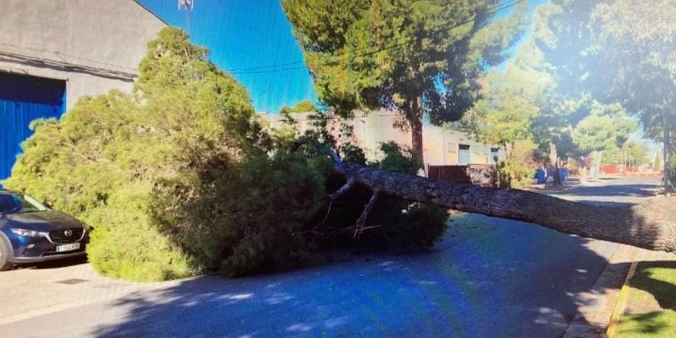 Arbol caido Albacete