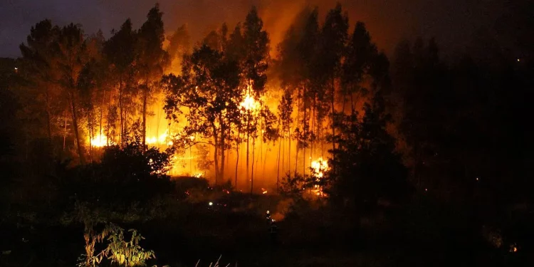Cambio climático, y abandono del monte: una combinación incendiaria
